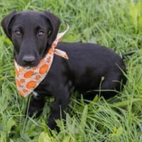 süße, kleine Rosalie sucht Zuhause!, Hündin zur Adoption