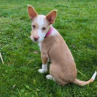 Thyron  kleiner Podenco-Mix sucht, Hund zur Adoption