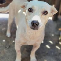 Nisa : Kleine Hündin - riesengroßes Herz, Hündin zur Adoption