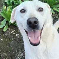 SNOWY, Hündin zur Adoption