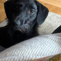 🐕Leah sucht ein neues Zuhause, Hündin zur Adoption