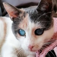 Stella Lucia, Katze zur Adoption