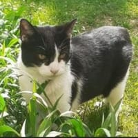 Cielo ❤ seine Menschen + seine Freiheit, Kater zur Adoption