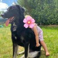 💙Monty💙 sucht seine Menschen, Hund zur Adoption