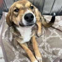 🐾❤ JULIA PASARICA, ca.45/48cm, Hündin zur Adoption