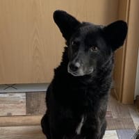 JD sucht seine Familie, Hund zur Adoption