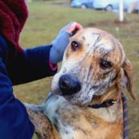 ❤Cleopatra eine sanfte Seele wartet..., Hündin zur Adoption