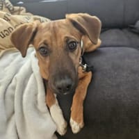 Hübscher Larry, Hund zur Adoption