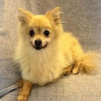 Luna II - eine hübsche kleine Maus, Hündin zur Adoption