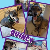 Quincy wartet in 95482 Gefrees!, Hund zur Adoption