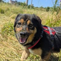 Danka möchte die Welt entdecken, Hündin zur Adoption