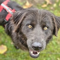 Schöne Sorina sucht ein Zuhause, Hündin zur Adoption