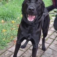 Kira auf Pflegestelle in Bergkamen, Hündin zur Adoption