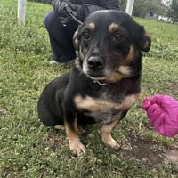 🐾❤ BETTY, 1-2 Jahre alt, ca. 30cm, Hündin zur Adoption