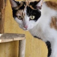 sehr aktive Blossom in Eppstein (ALM), Katze zur Adoption