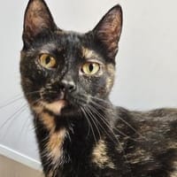 SUSSI-persönliches Unterhaltungsprogramm, Katze zur Adoption