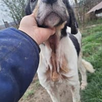 ANIMA - Alterswohnsitz gesucht, Hündin zur Adoption