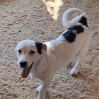 Toby freut sich auf ein eigenes Zuhause, Hund zur Adoption