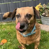 Rudy  - ein entspannter Hundekumpel, Hund zur Adoption