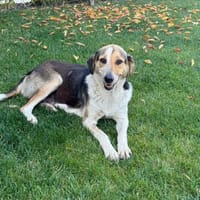 NOELLE, Hündin zur Adoption