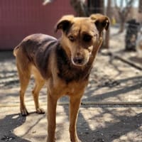 SPERANTA - die Hoffnung stirbt zuletzt, Hündin zur Adoption