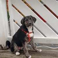 Süßes Welpenmädchen, Hündin zur Adoption