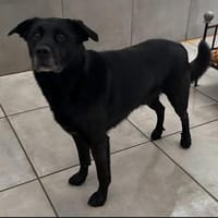 Marley, Mischlingsrüde, 10 Jahre, Hund zur Adoption