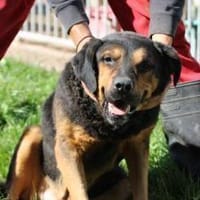 Mac - besonders lieb u. angenehm, Hund zur Adoption