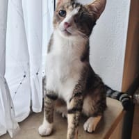 Blinder Anton, Kater zur Adoption