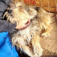 CICA- Wuschel sucht Familienanschluss, Hündin zur Adoption