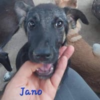 JANO - wartet schon so lange, Hund zur Adoption