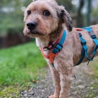 Liv möchte endlich ankommen - bei dir?, Hündin zur Adoption