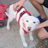 AARON sucht seine Menschen, Hund zur Adoption