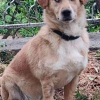 Der kleine Frito wartet auf ein Wunder!, Hund zur Adoption