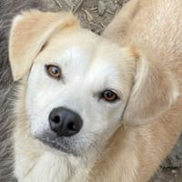 COSIMA - Scheue Schönheit sucht das Glüc, Hündin zur Adoption