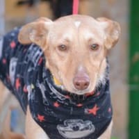 Oliver hätte gerne ein Zuhause, Hund zur Adoption