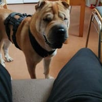 Otto, ich suche ein neues Zuhause, Hund zur Adoption