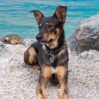 Matiz, Mischlingsrüde, 5 Jahre, Hund zur Adoption