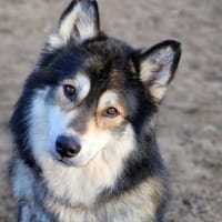 Fuzzel sucht ein Zuhause, Hund zur Adoption