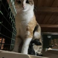 Pina will  erobert werden (ALO) MUC, Katze zur Adoption