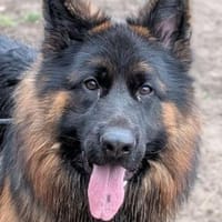 Herr Schröder sucht ein Zuhause, Hund zur Adoption