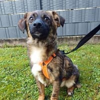 Hier kommt Louie, der kleine Wirbelwind, Hund zur Adoption