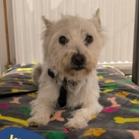 Jerry DE, sucht erfahrene Menschen, Hund zur Adoption