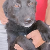 VALERIE - Zuhause gesucht, Hündin zur Adoption