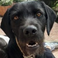 Capko, schwarz, hübsch und einfach toll, Hund zur Adoption