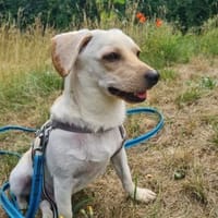 Minimann Eddi sucht seine Menschen, Hund zur Adoption
