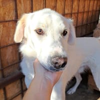 YUKI- sanfter Riese sucht seine Menschen, Hund zur Adoption