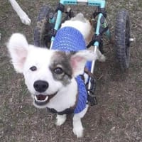 Valentina, Hündin zur Adoption