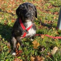 Schenken Sie Axa ihr Traumzuhause?, Hündin zur Adoption