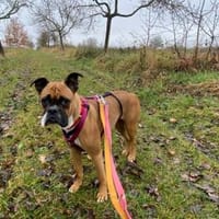 Powerpaket Nina sucht Zuhause, Hündin zur Adoption